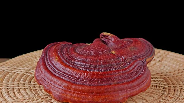 Red reishi Mushroom (Lingzhi). Chinese medicine. 