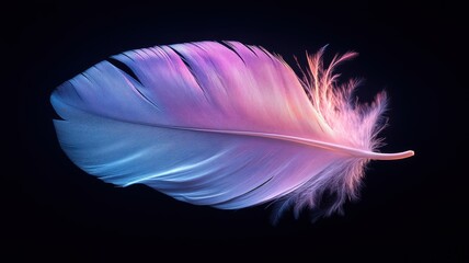 Dreamy Feather in Blue, Pink, and Lavender on Black feather plume bird colorful blue pink lavender