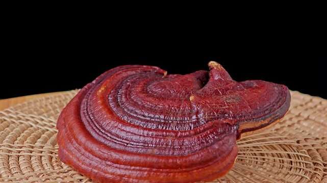 Lingzhi Mushroom rotation with black background.
