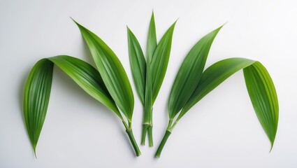 Obraz premium Single bamboo leaf PNG showcasing green pattern leaves or abstract background, detailed close-up.