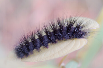 A black caterpillar is clinging to a leaf in the morning, with dewdrops on its body.
