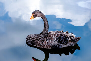 A black swan floats gracefully on the water, where the sky is mirrored on the surface and the afternoon sunlight gently reflects on its face.