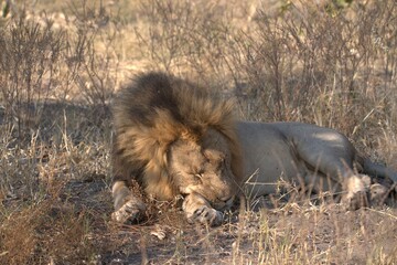 Lions cubs in wild savanna , Animal of africa