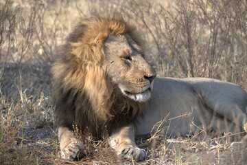 Lions cubs in wild savanna , Animal of africa