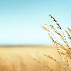 Fototapeta premium Wheat stalks against blue sky