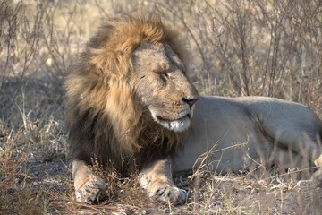 Lions cubs in wild savanna , Animal of africa