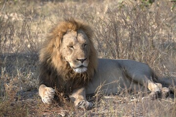 Lions cubs in wild savanna , Animal of africa