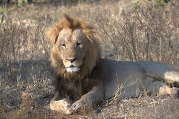 Lions cubs in wild savanna , Animal of africa