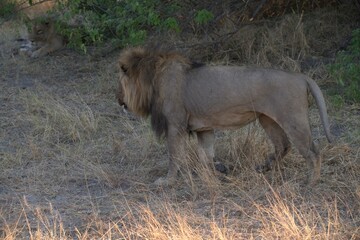 lion in wild savanna , Animal of africa