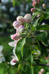 Beautiful pink blossom on branch of apple tree in spring  in garden against blurred green background