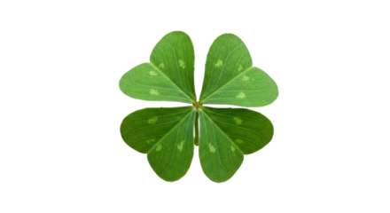 Isolated Four Leaf Clover Lucky Charm Nature