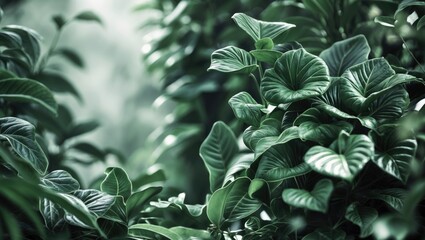 A grayscale image featuring plant foliage