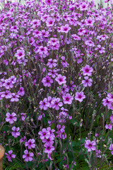 Naklejka premium Geranium maderense, known as giant herb-Robert or the Madeira cranesbill, is a species of flowering plant in the family Geraniaceae, native to the island of Madeira
