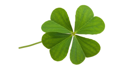 Isolated Single Four-Leaf Clover for Good Luck