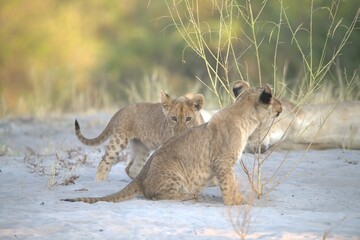 Lion in wild savanna , Animal of africa 