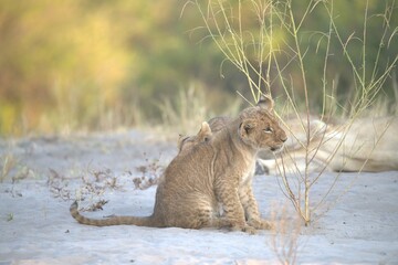 Lion in wild savanna , Animal of africa 