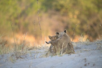 Lion in wild savanna , Animal of africa 