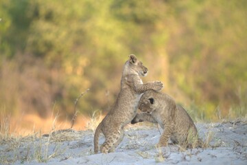 lion in wild savanna , animal of africa