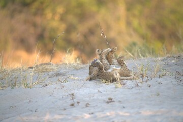 lion in wild savanna , animal of africa