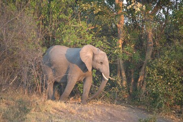 Elephant in wild savanna , Animal of africa