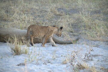 lion in wild savanna , animal of africa