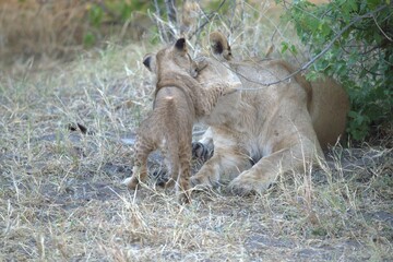 lion in wild savanna , animal of africa