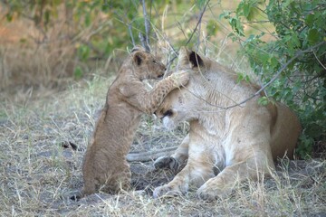 lion in wild savanna , animal of africa