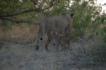 lion in wild savanna , animal of africa
