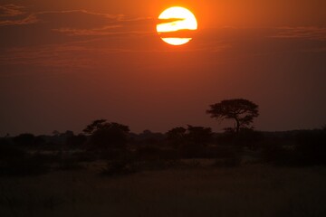 Elephant in wild savanna , Animal of africa