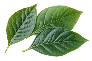 Obraz premium Three green leaves isolated