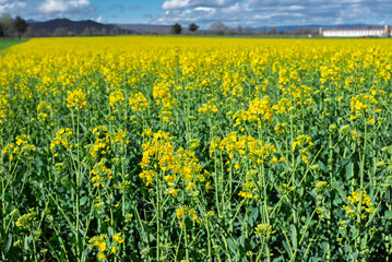 vibrant yellow canola flowers texture flowers in a field agriculture landscape close up of canola crop