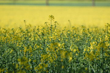 agriculture landscape close up of canola crop flowers in a field agriculture landscape close up of canola crop