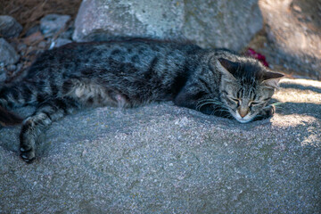 Sleepy Cat Resting in the Shade