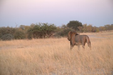 Obraz premium Lion in wild savanna , Animal of africa 