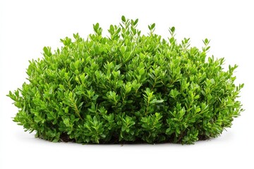 Fototapeta premium A green bush on white ground