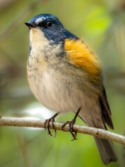 森の木陰で周りを見渡しているルリビタキの雄の繊細で美しい羽毛の様子