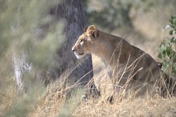 lion in wild savanna , animal of africa