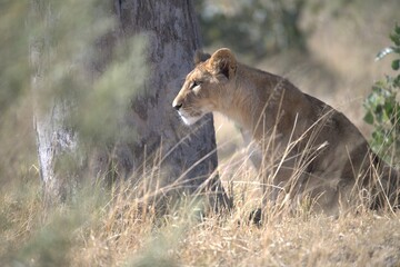 lion in wild savanna , animal of africa