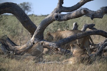 lion in wild savanna , animal of africa
