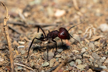An exquisite Blonde Balbyter Ant (Camponotus storeatus) in the wild in Graaff-Reinet, Eastern Cape Province, South Africa