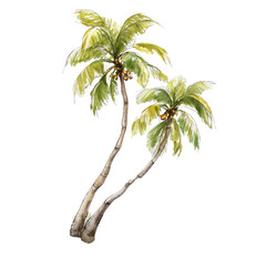 Two watercolor palm trees with coconuts are isolated on a white background.