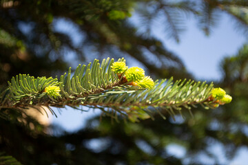 close up of pine needles