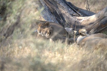 lion in wild savanna , animal of africa