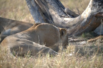 lion in wild savanna , animal of africa