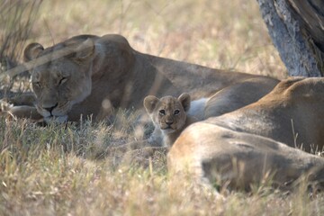 lion in wild savanna , animal of africa