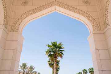 palm tree in an arch
