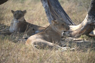 lion in wild savanna , animal of africa