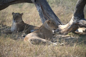 lion in wild savanna , animal of africa
