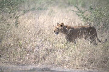 lion in wild savanna , animal of africa