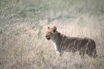 lion in wild savanna , animal of africa